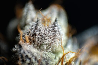 Résine CBD sans THC : comment est fabriquée cette alternative ?