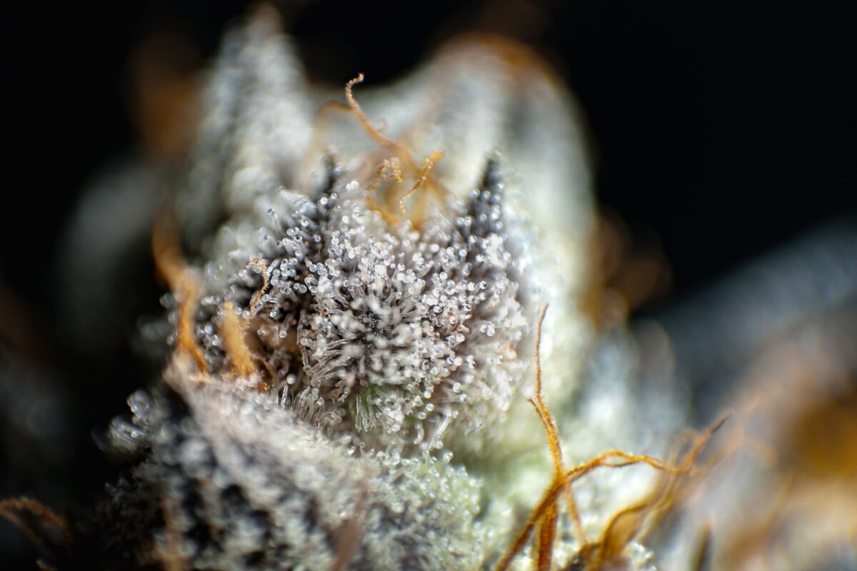 Trichomes d’une fleur de chanvre vus en gros plan