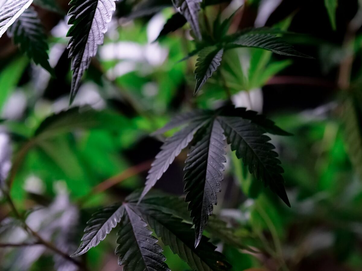 CBD : une proposition de loi au Sénat pour enfin encadrer la filière française